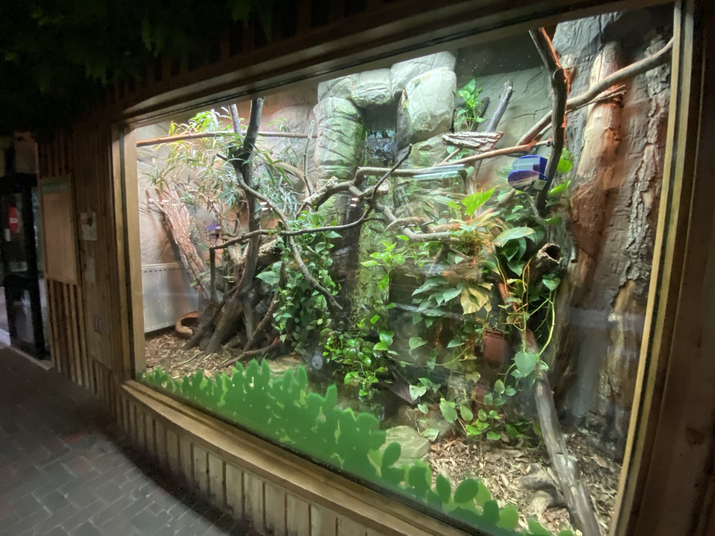 Rivers Edge - Emerald tree monitor exhibit 110925