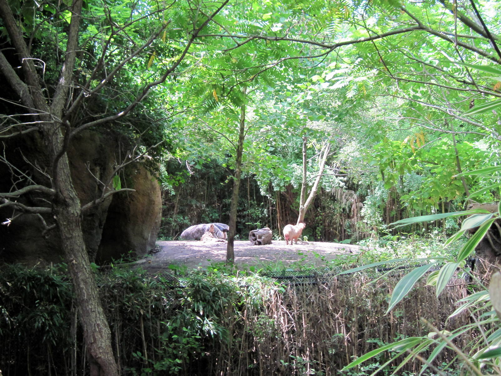 River's Edge-Giant Anteater/Capybara Exhibit