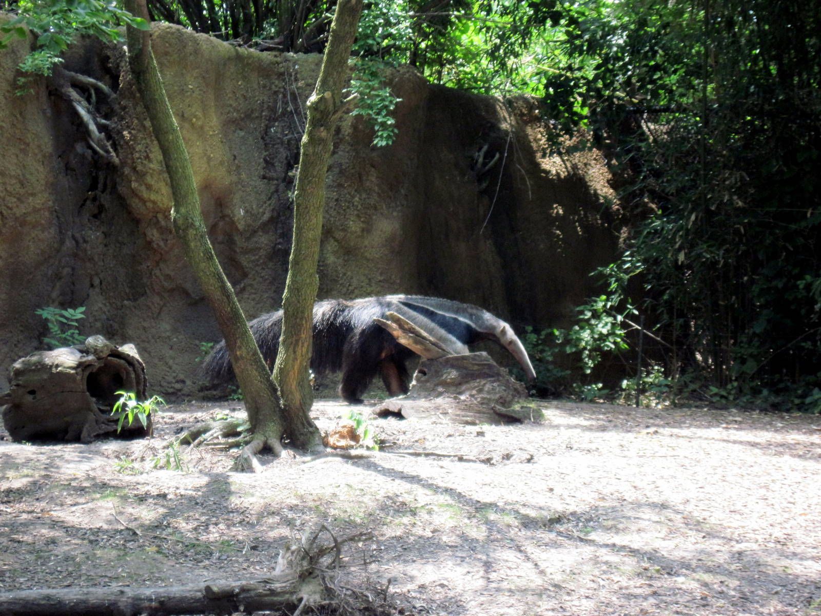 River's Edge: Giant Anteater