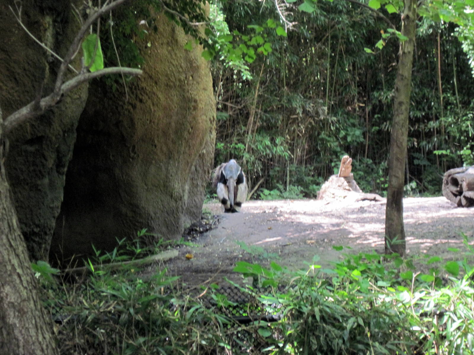 River's Edge-Giant Anteater