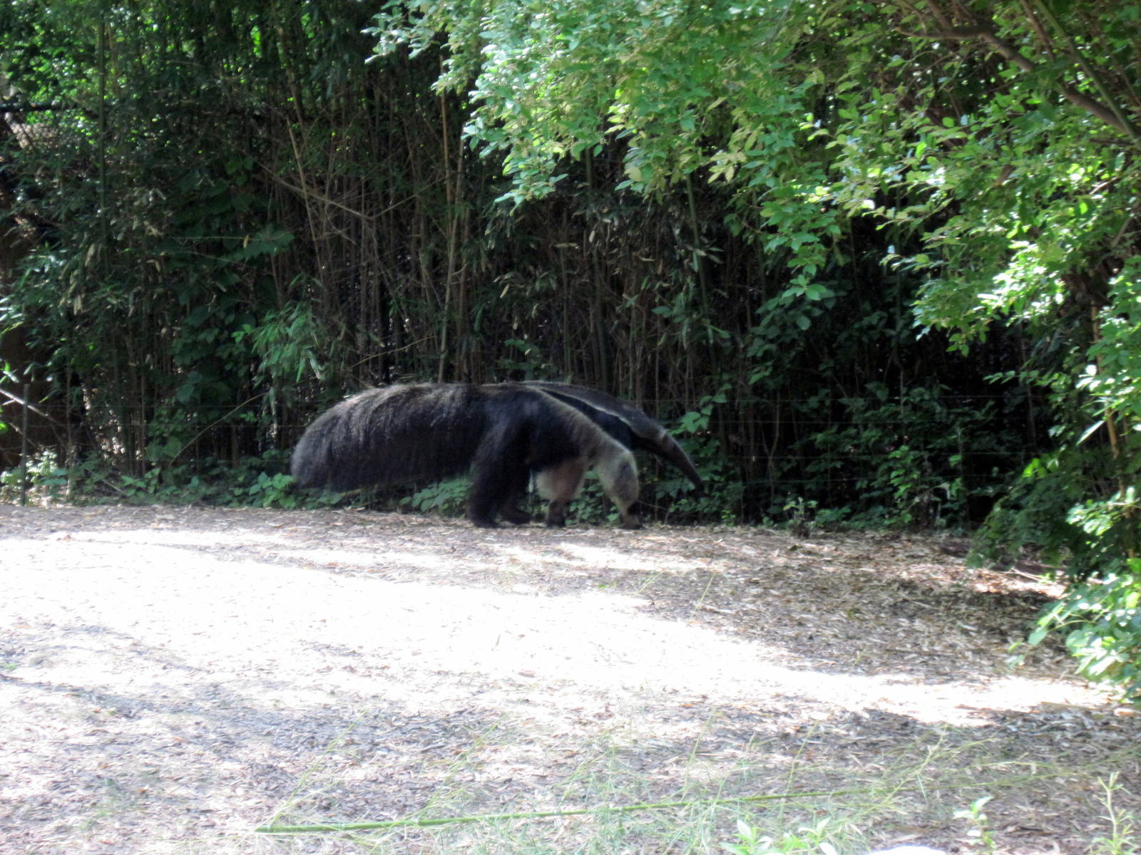 River's Edge-Giant Anteater