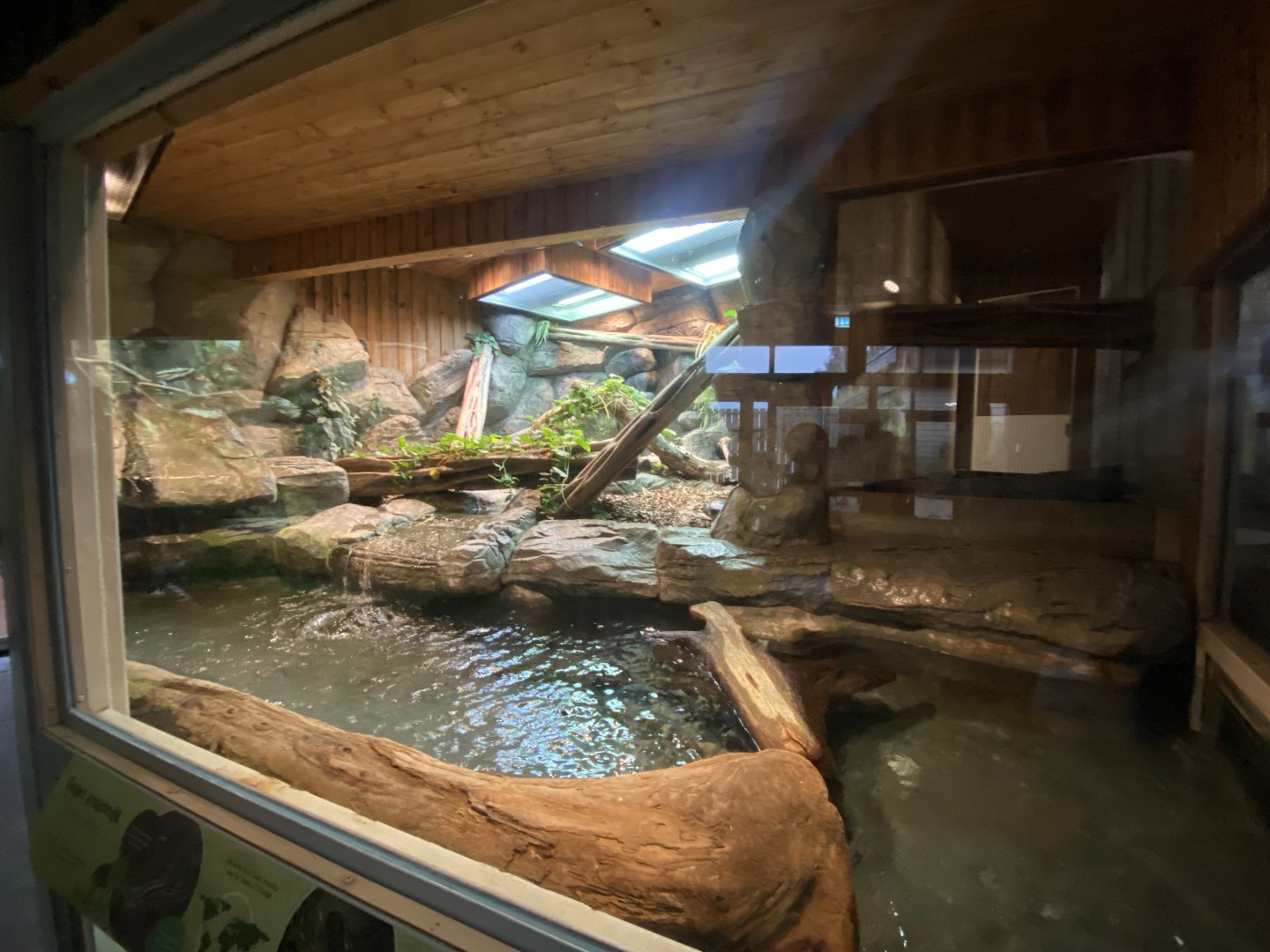 Rivers Edge - Green anaconda exhibit 110925