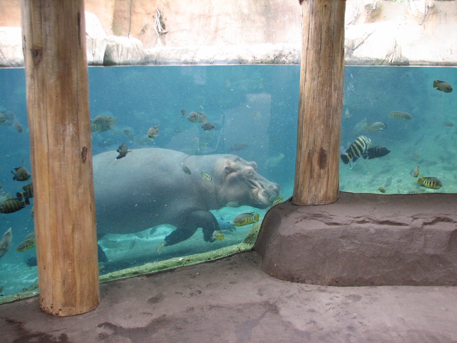 River's Edge - Hippo