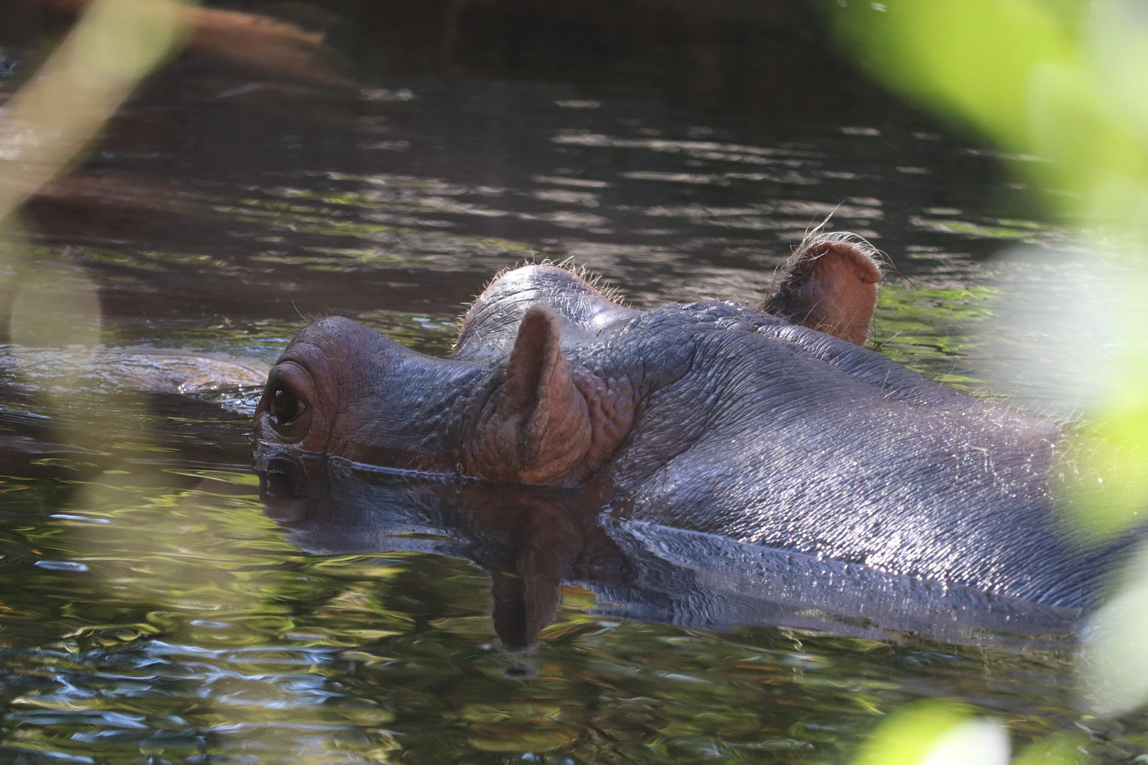 River's Edge - Hippopotamus