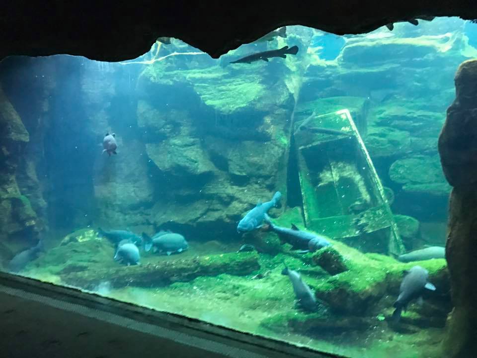 River's Edge- Mississippi River