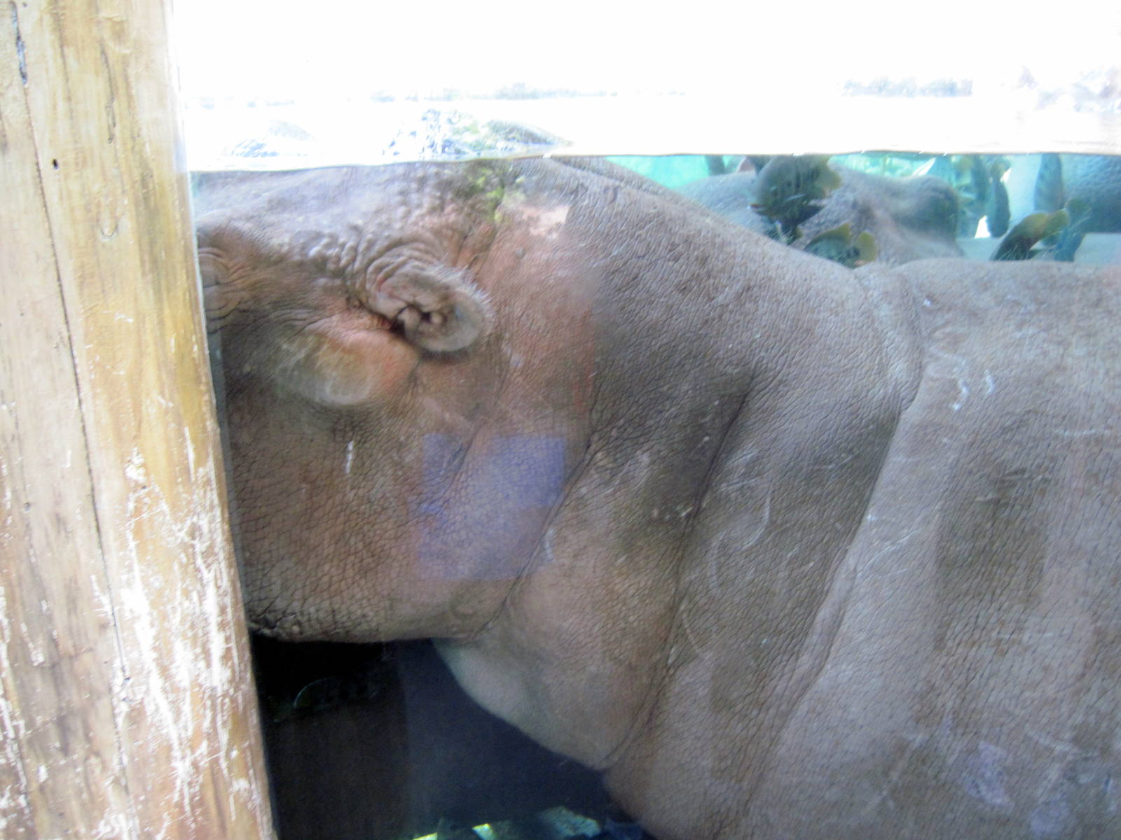 River's Edge-Nile Hippopotamus
