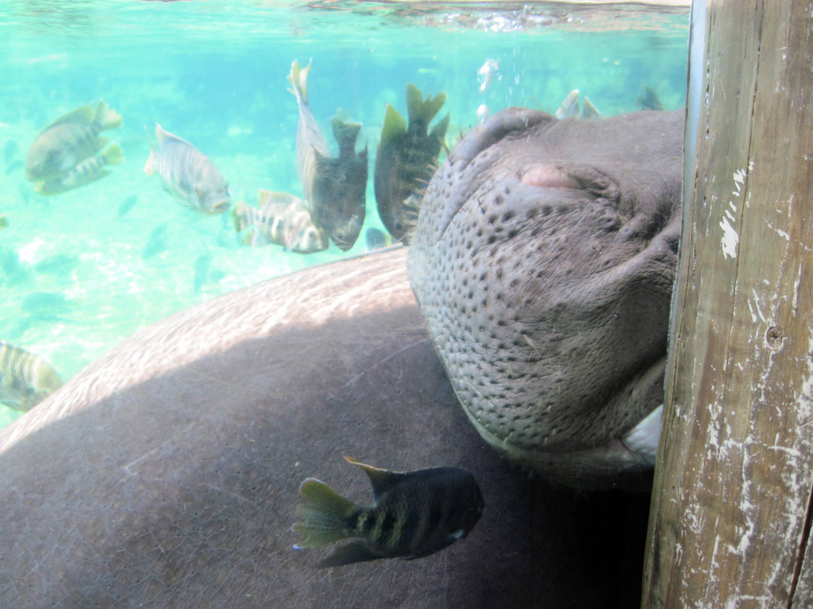 River's Edge-Nile Hippopotamus
