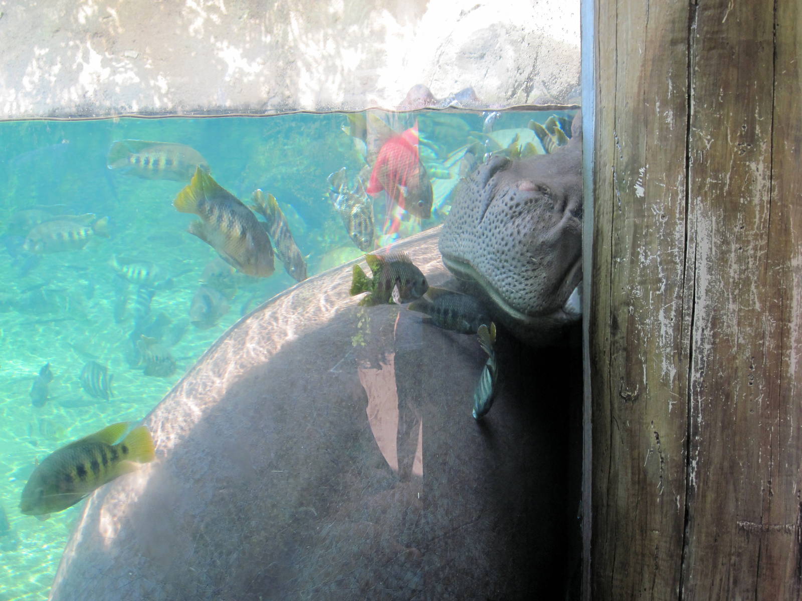 River's Edge-Nile Hippopotamus