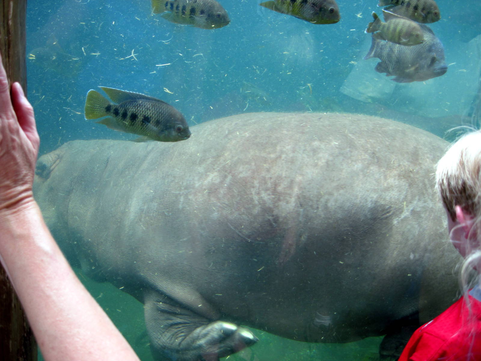 River's Edge-Nile Hippopotamus