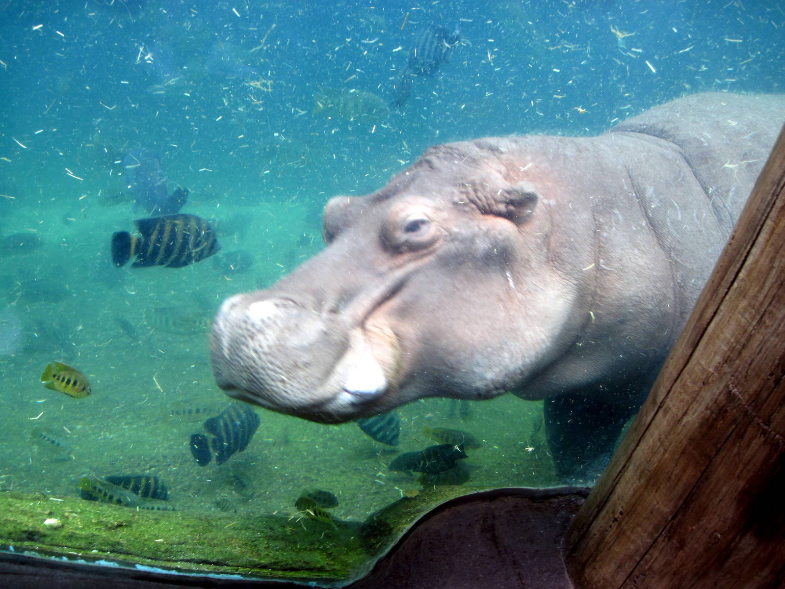 River's Edge-Nile Hippopotamus