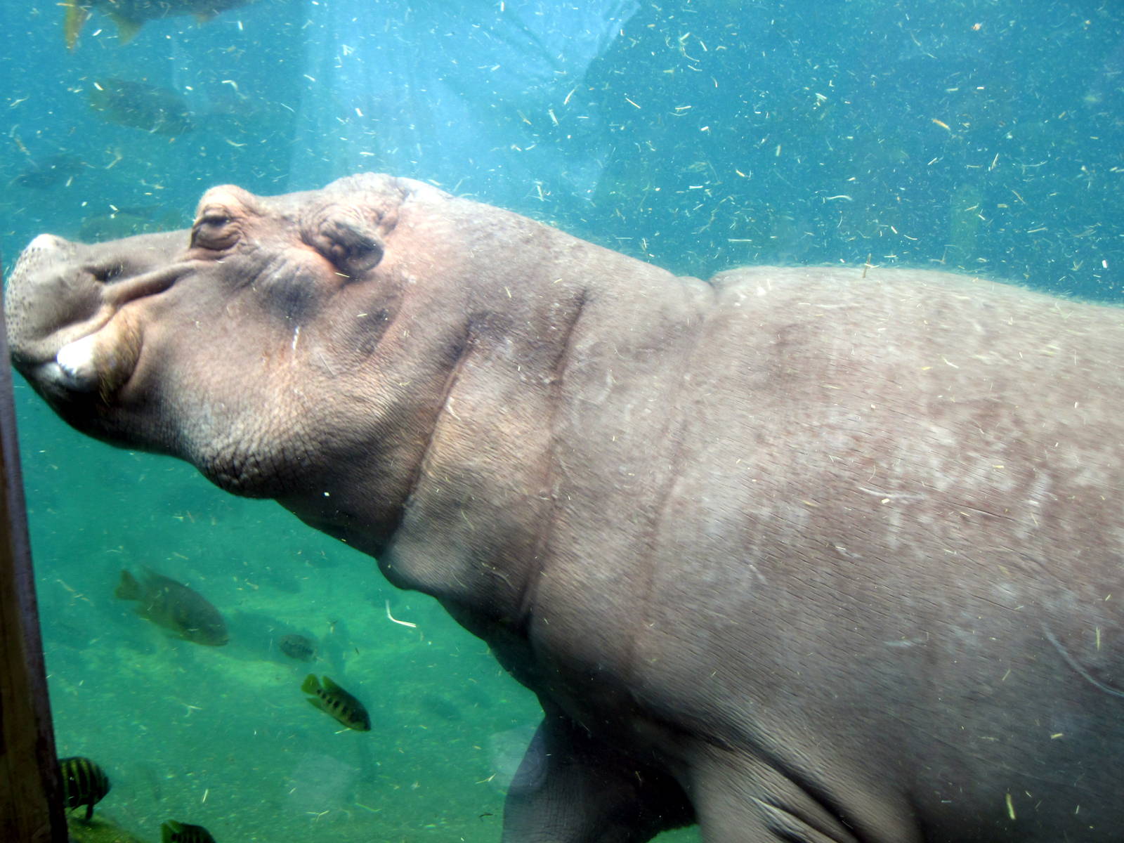 River's Edge-Nile Hippopotamus