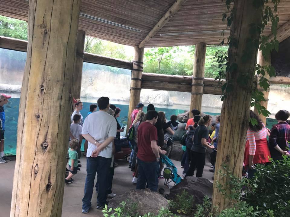 River's Edge- Nile Hippopotamus