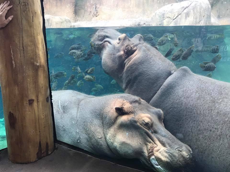 River's Edge- Nile Hippopotamus