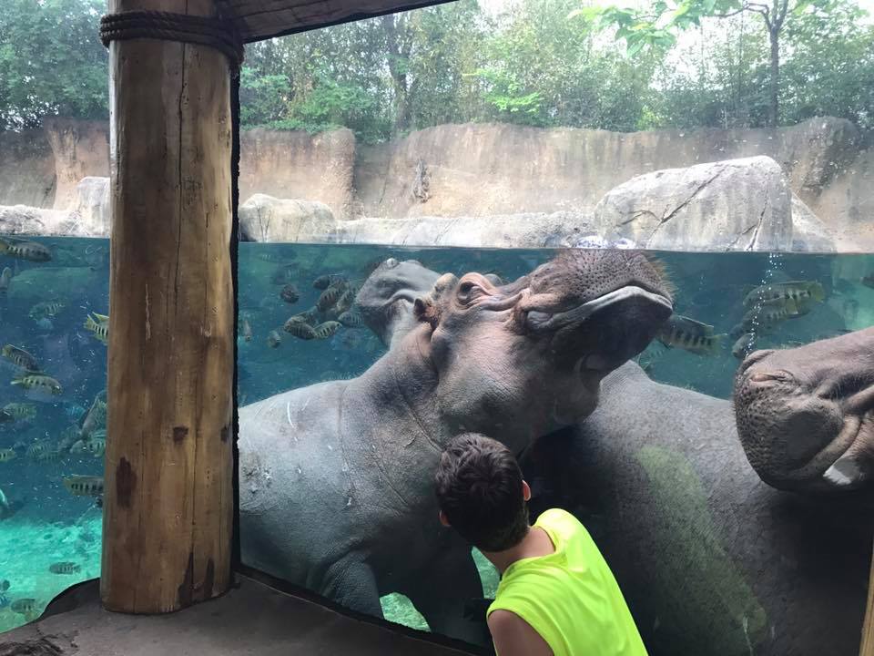 River's Edge- Nile Hippopotamus