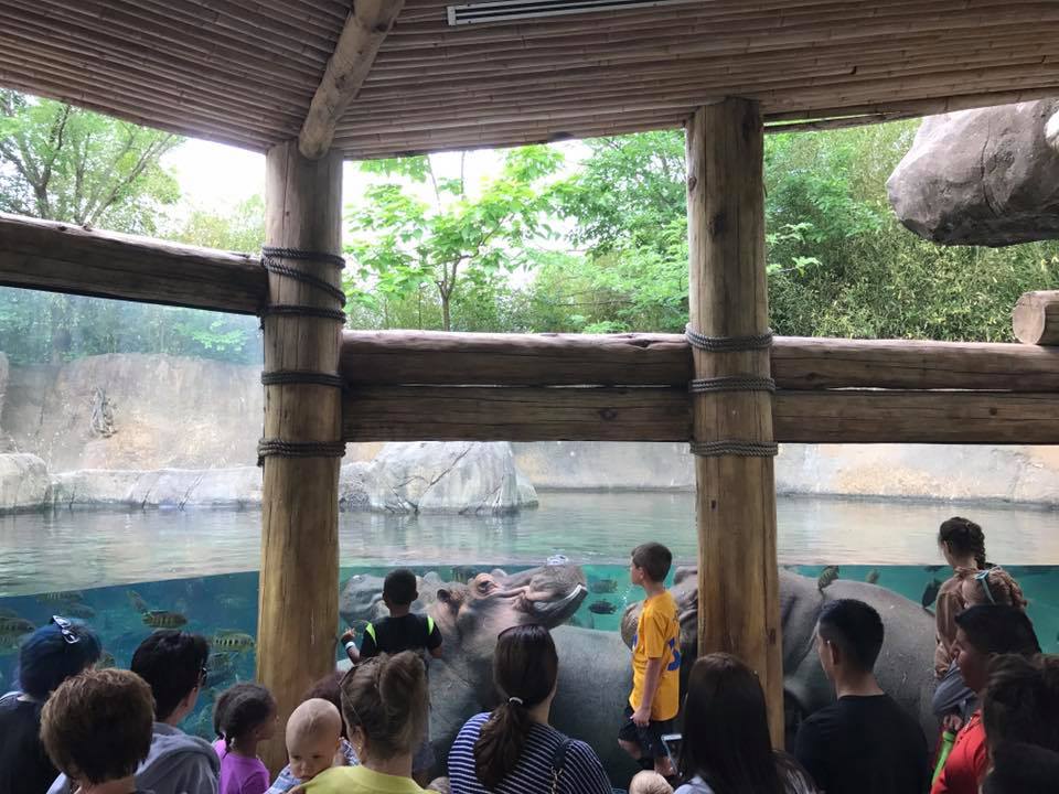 River's Edge- Nile Hippopotamus