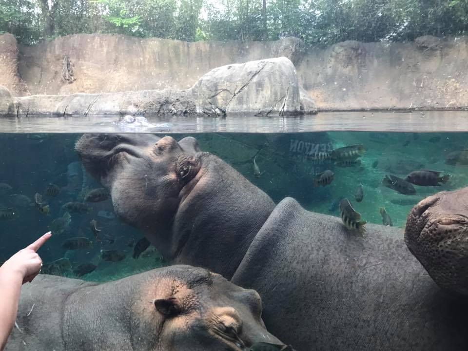 River's Edge- Nile Hippopotamus