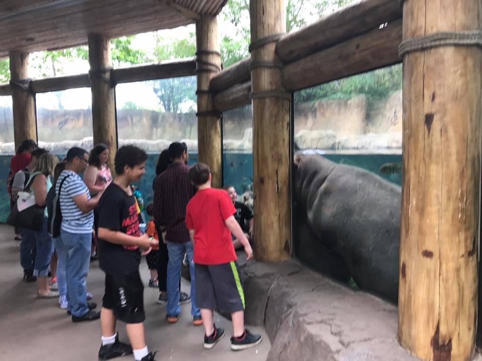 River's Edge- Nile Hippopotamus