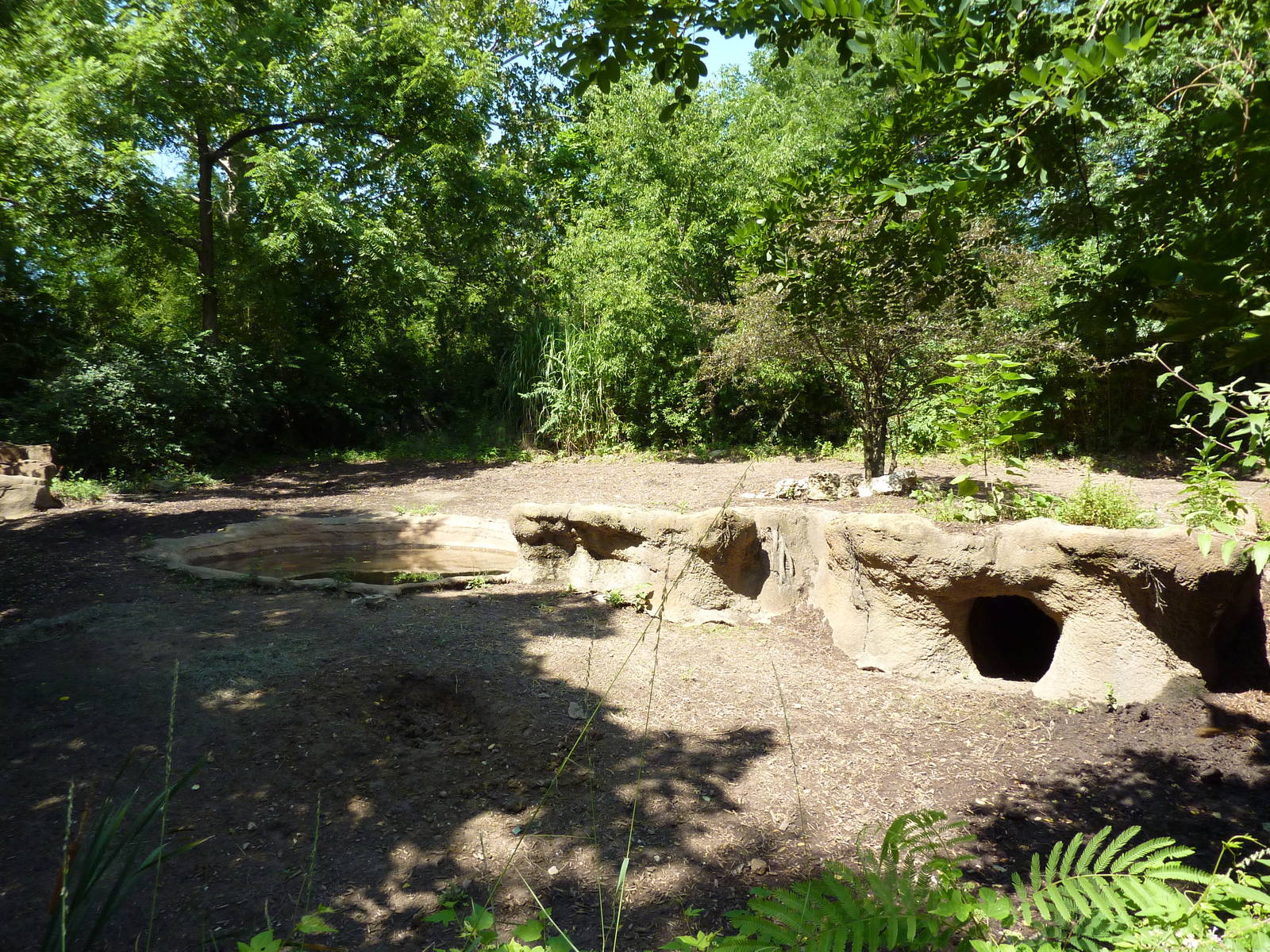 River's Edge - Red River Hog/Bat-Eared Fox Exhibit