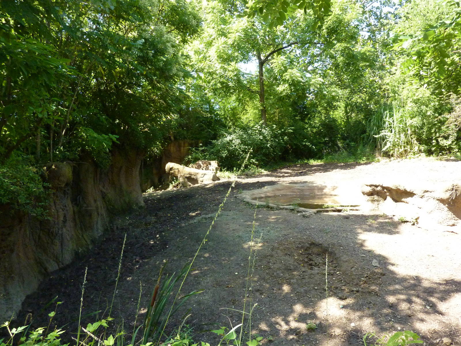 River's Edge - Red River Hog/Bat-Eared Fox Exhibit