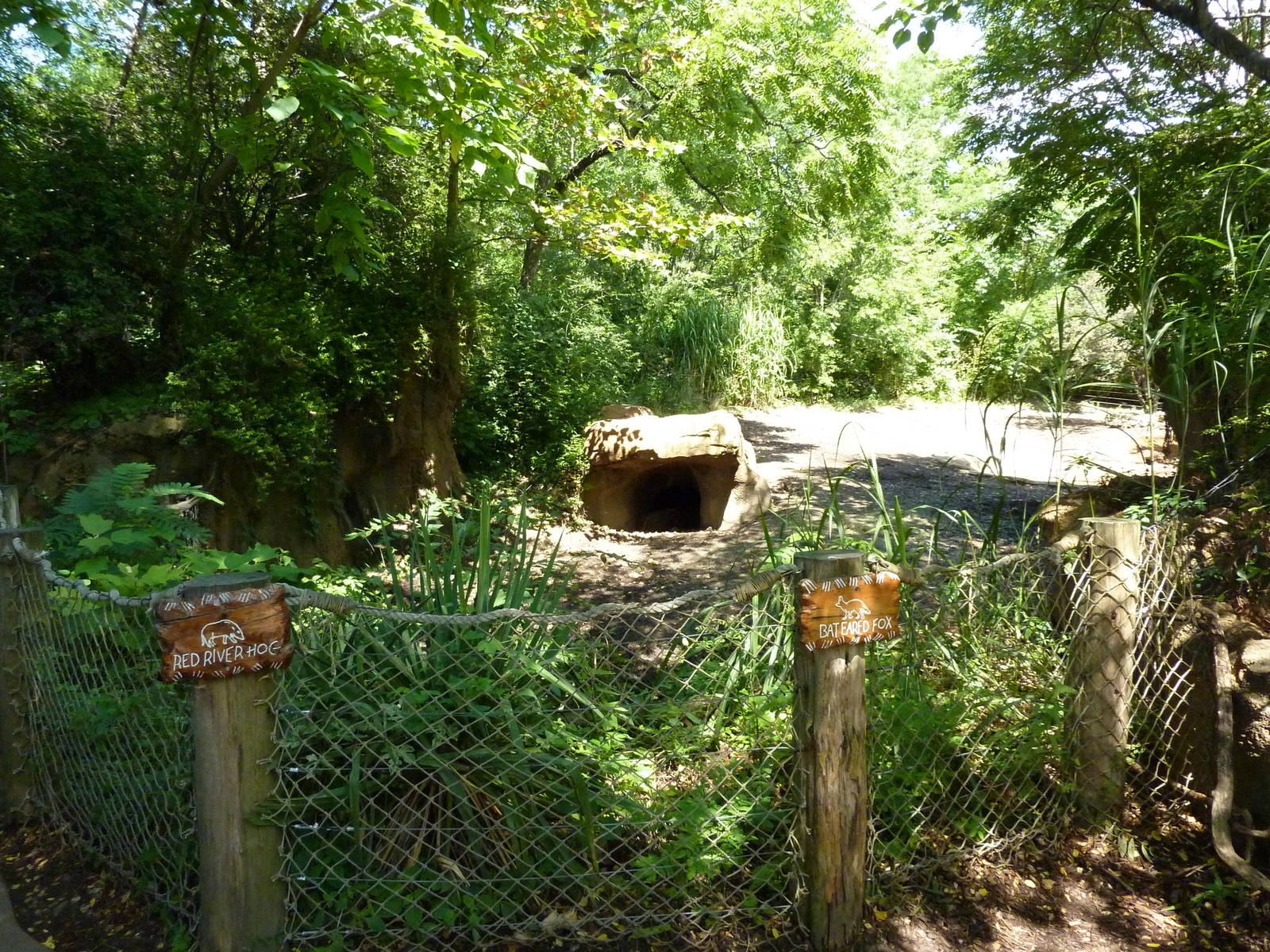 River's Edge - Red River Hog/Bat-Eared Fox Exhibit