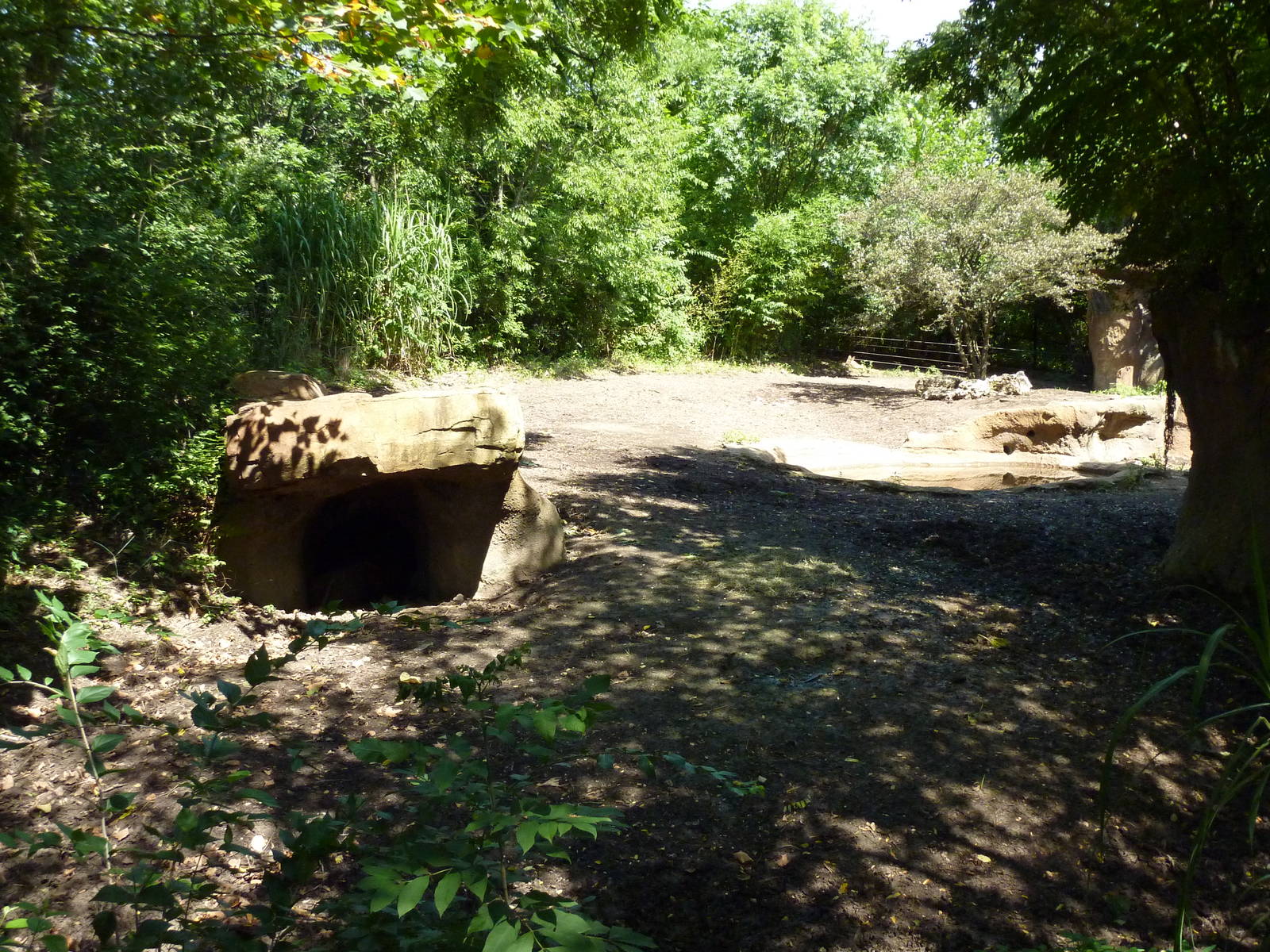 River's Edge - Red River Hog/Bat-Eared Fox Exhibit