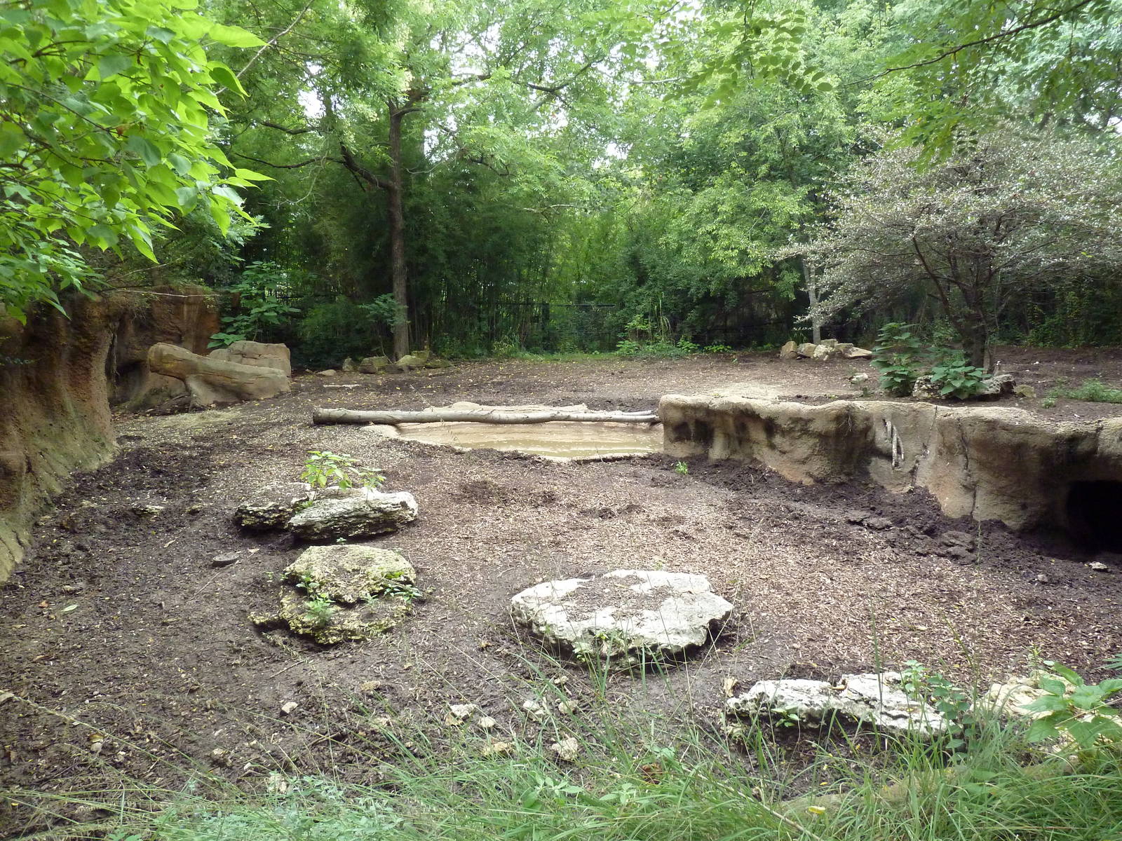River's Edge - Red River Hog/Bat-Eared Fox Exhibit