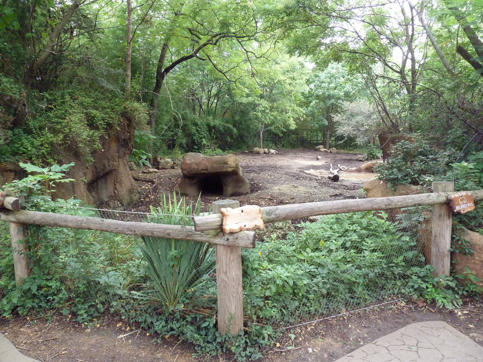 River's Edge - Red River Hog/Bat-Eared Fox Exhibit