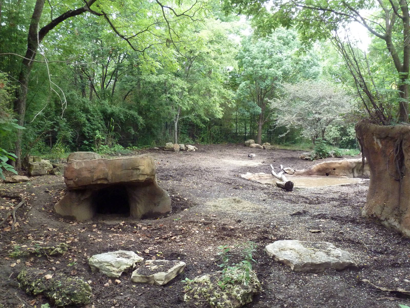 River's Edge - Red River Hog/Bat-Eared Fox Exhibit