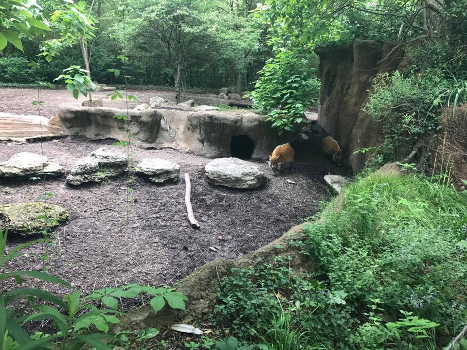 River's Edge- Red River Hog/Bat-Eared Fox