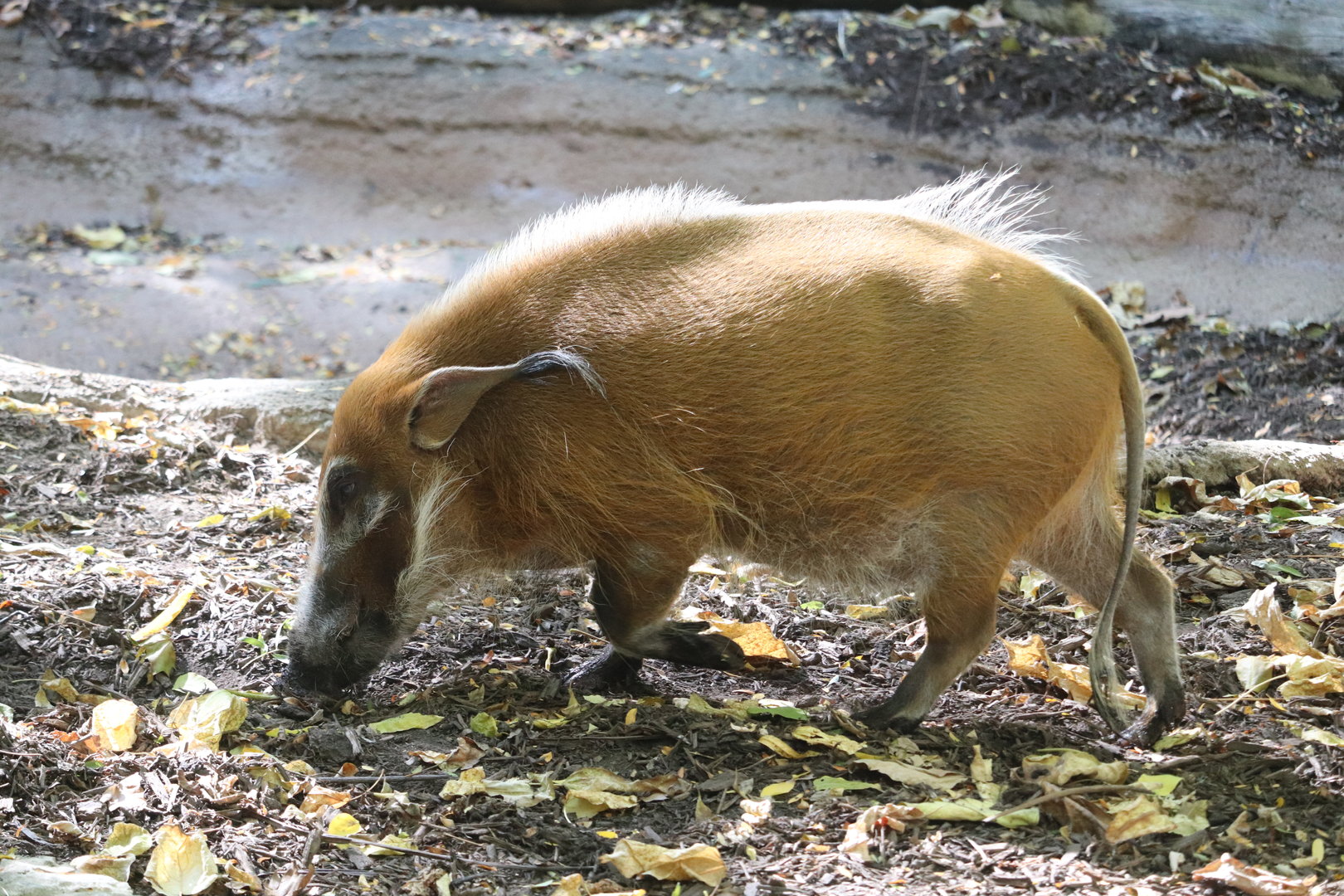 River's Edge - Red River Hog