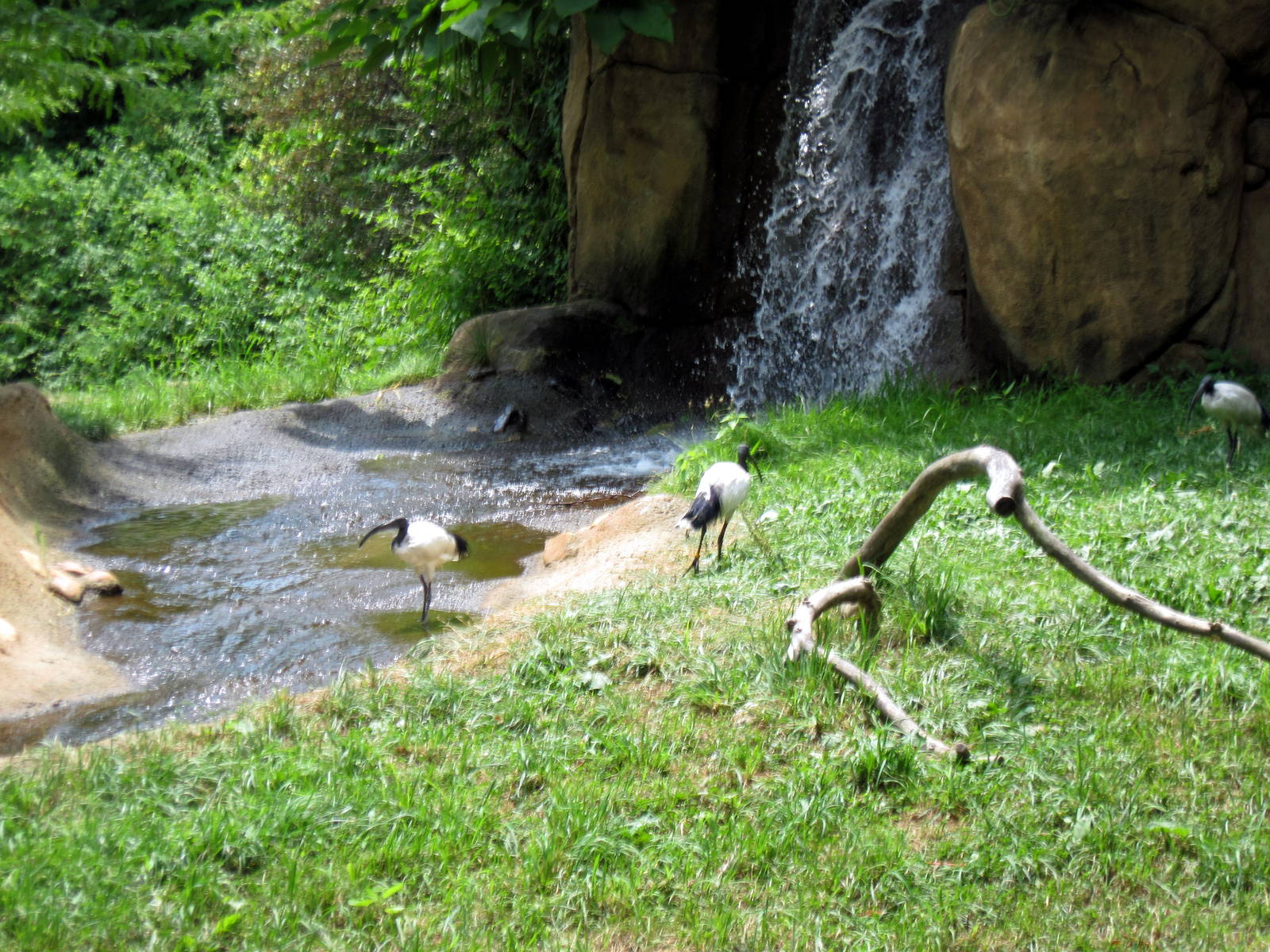 River's Edge-Sacred Ibis