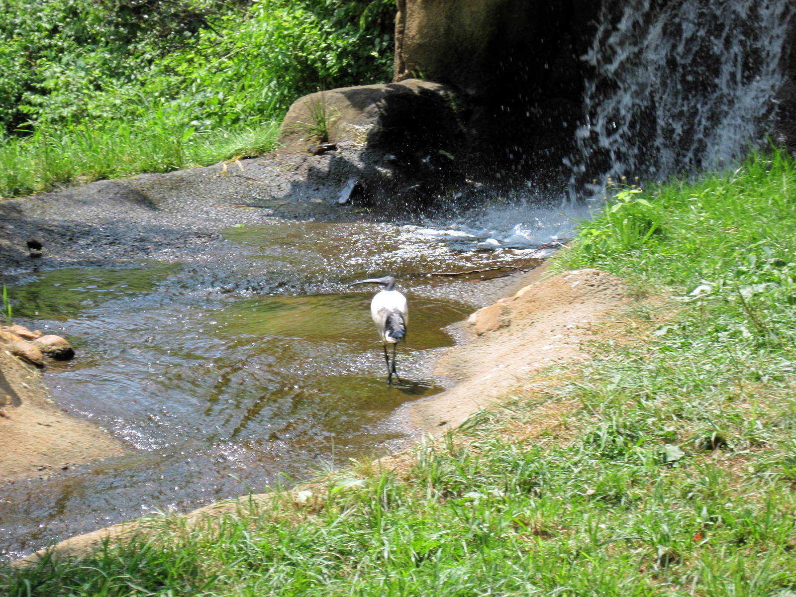 River's Edge-Sacred Ibis