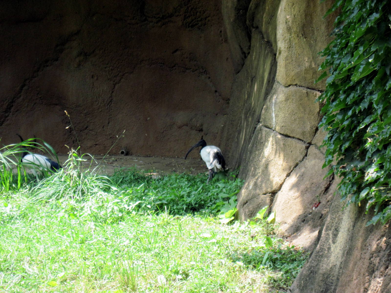 River's Edge-Sacred Ibis