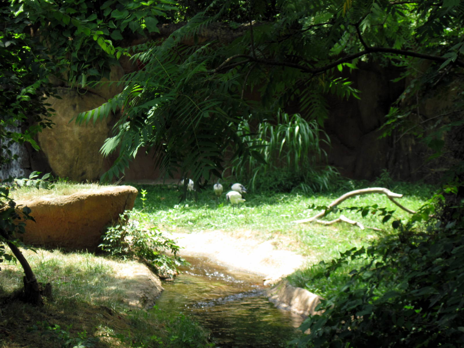 River's Edge-Sacred Ibis