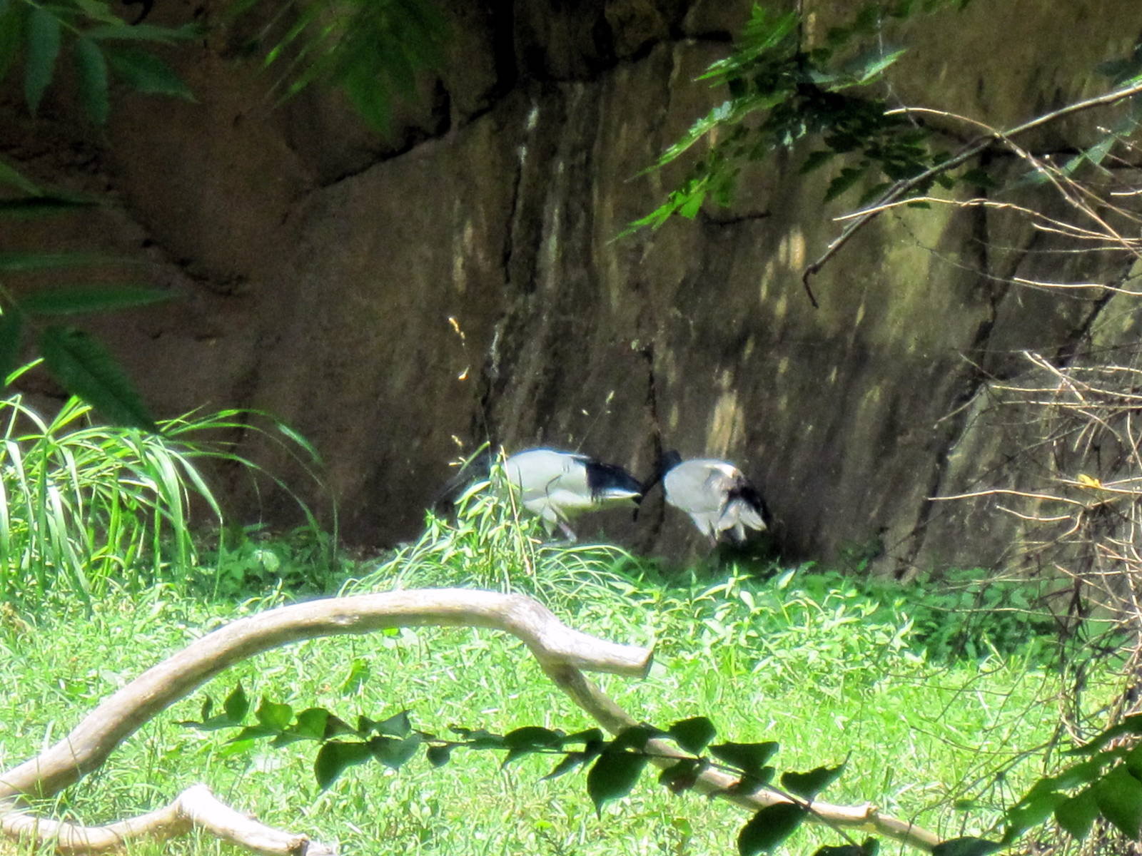River's Edge-Sacred Ibises
