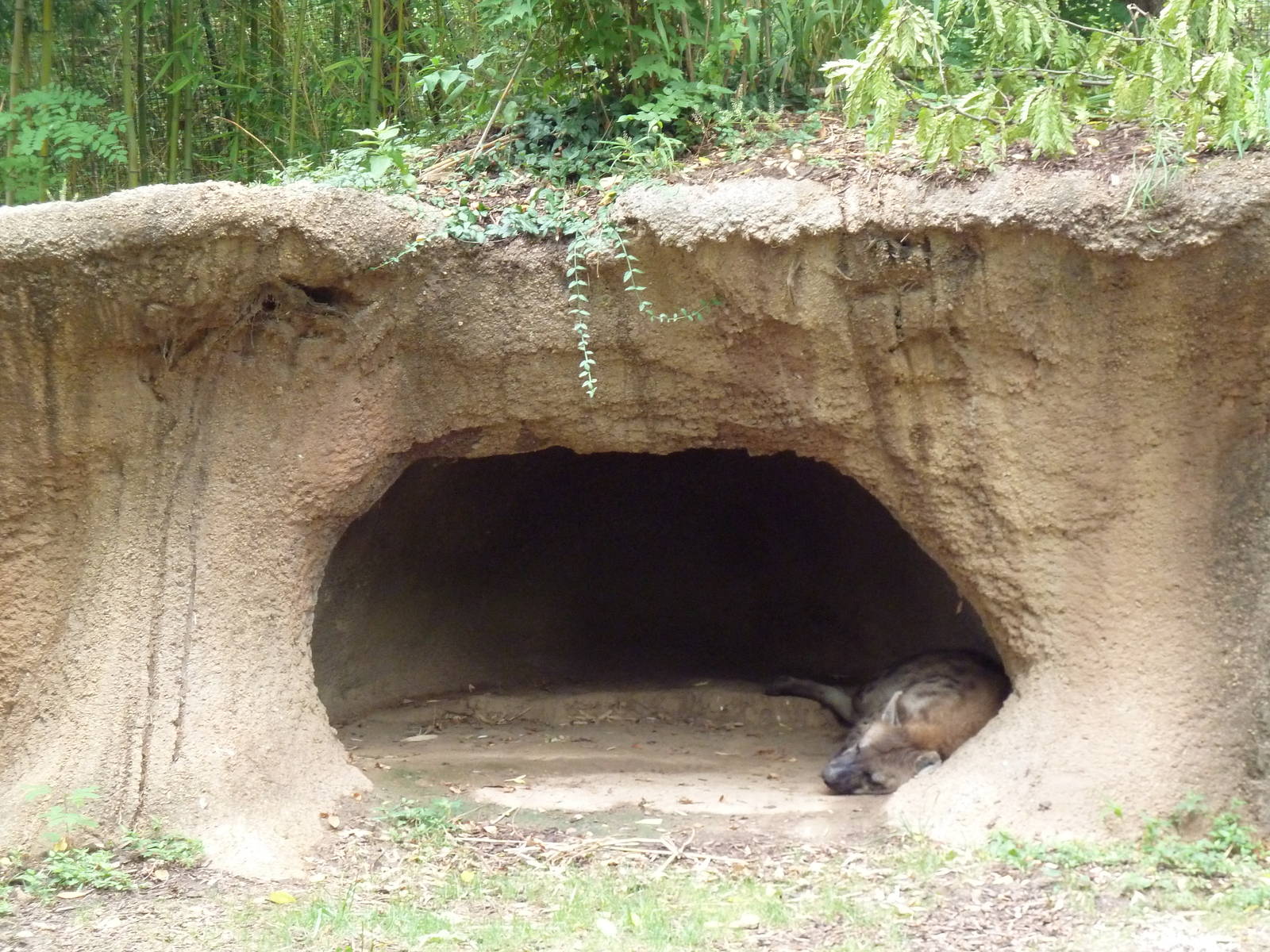 River's Edge - Spotted Hyena Den