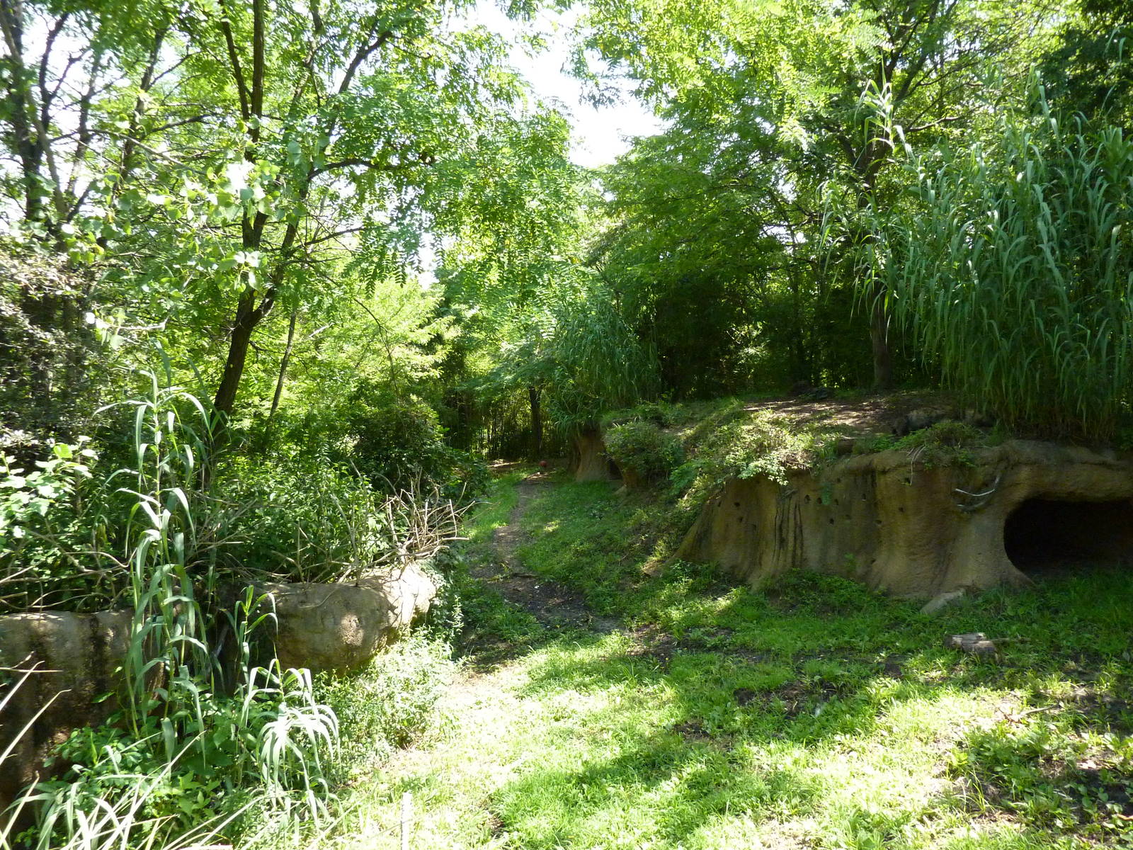 River's Edge - Spotted Hyena Exhibit