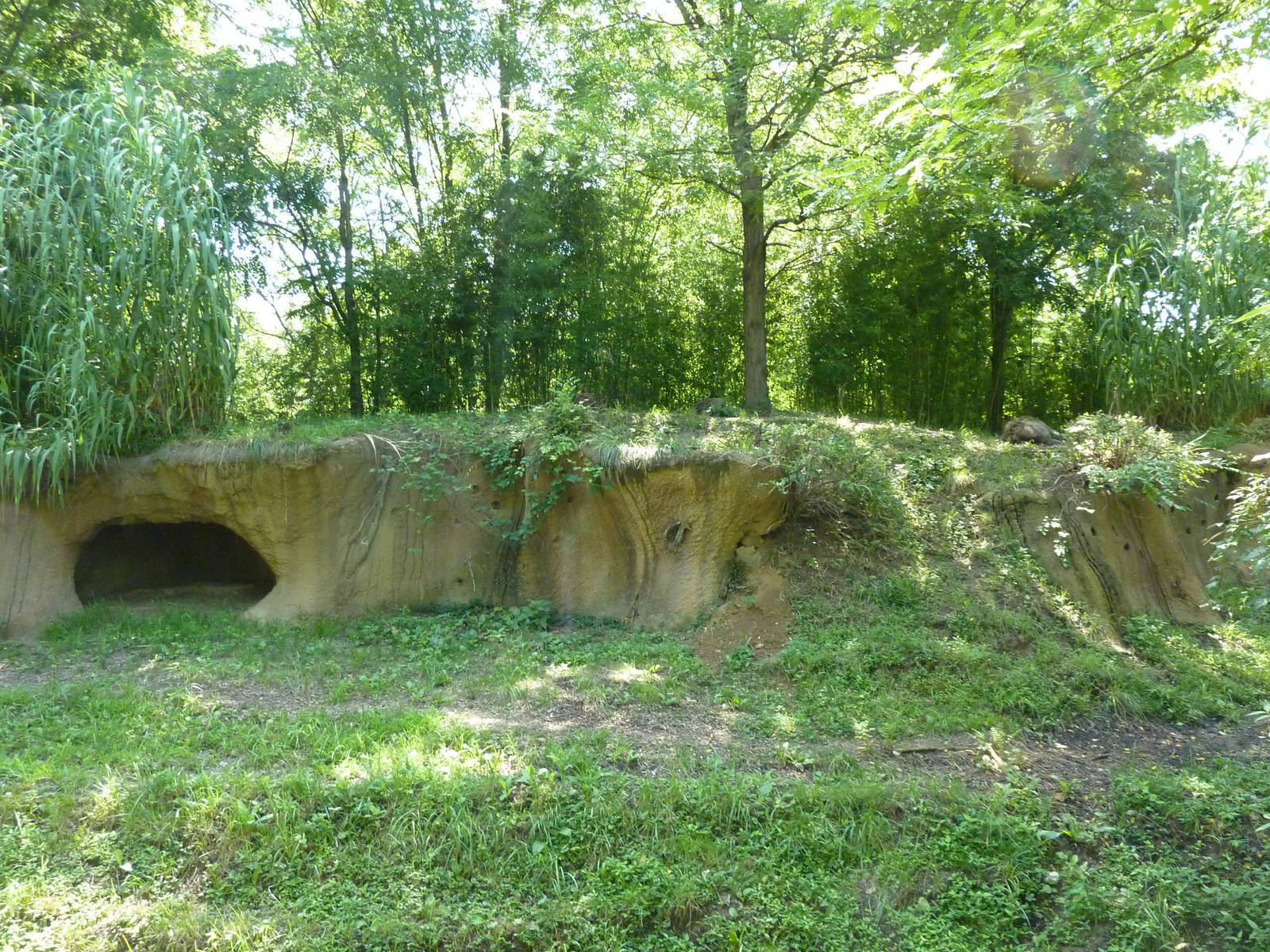 River's Edge - Spotted Hyena Exhibit
