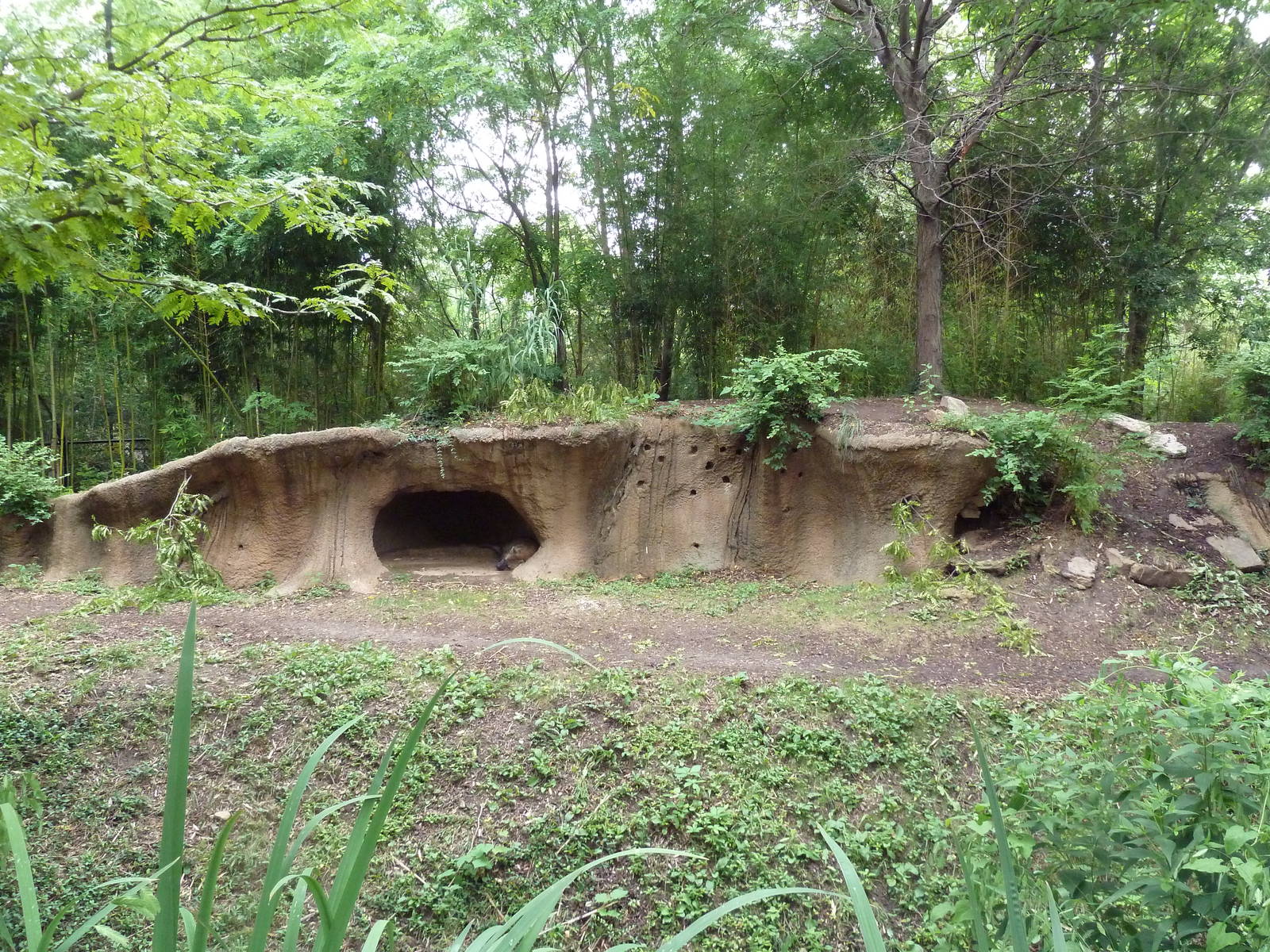 River's Edge - Spotted Hyena Exhibit