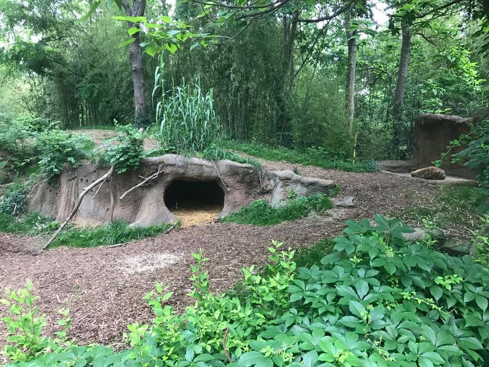 River's Edge- Spotted Hyena