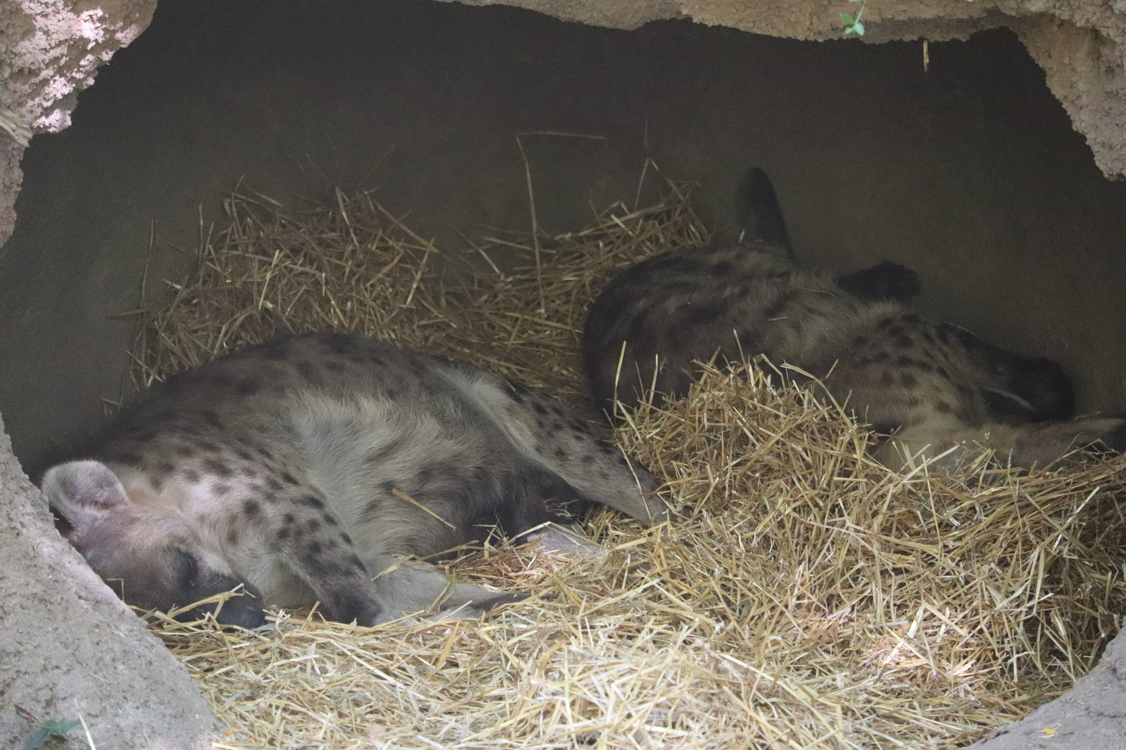 River's Edge - Spotted Hyena
