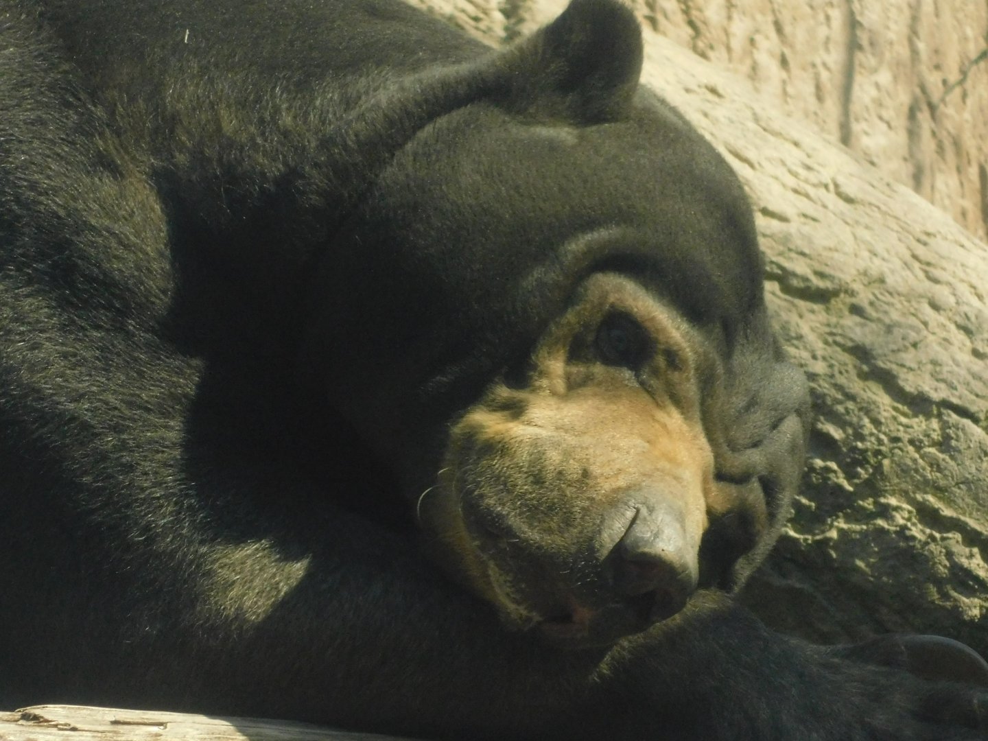 River’s Edge- Sun Bear- March 4, 2022