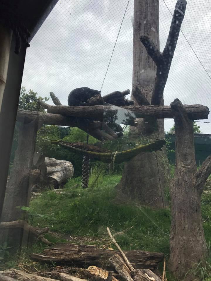 River's Edge- Sun Bear