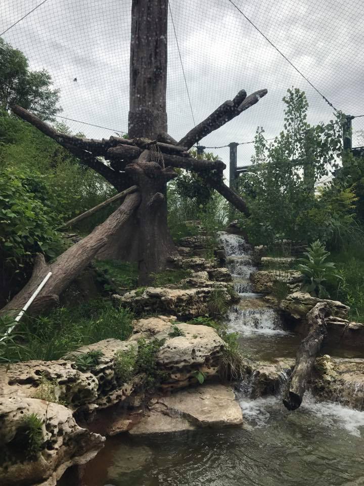 River's Edge- Sun Bear