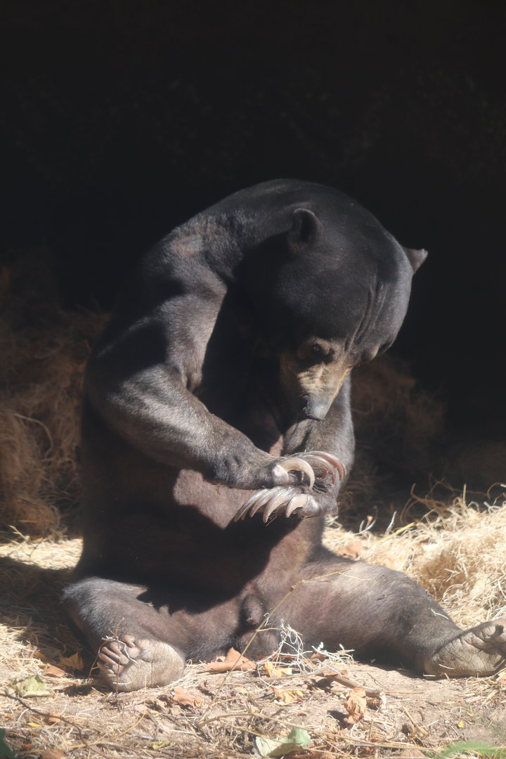 River's Edge - Sun Bear