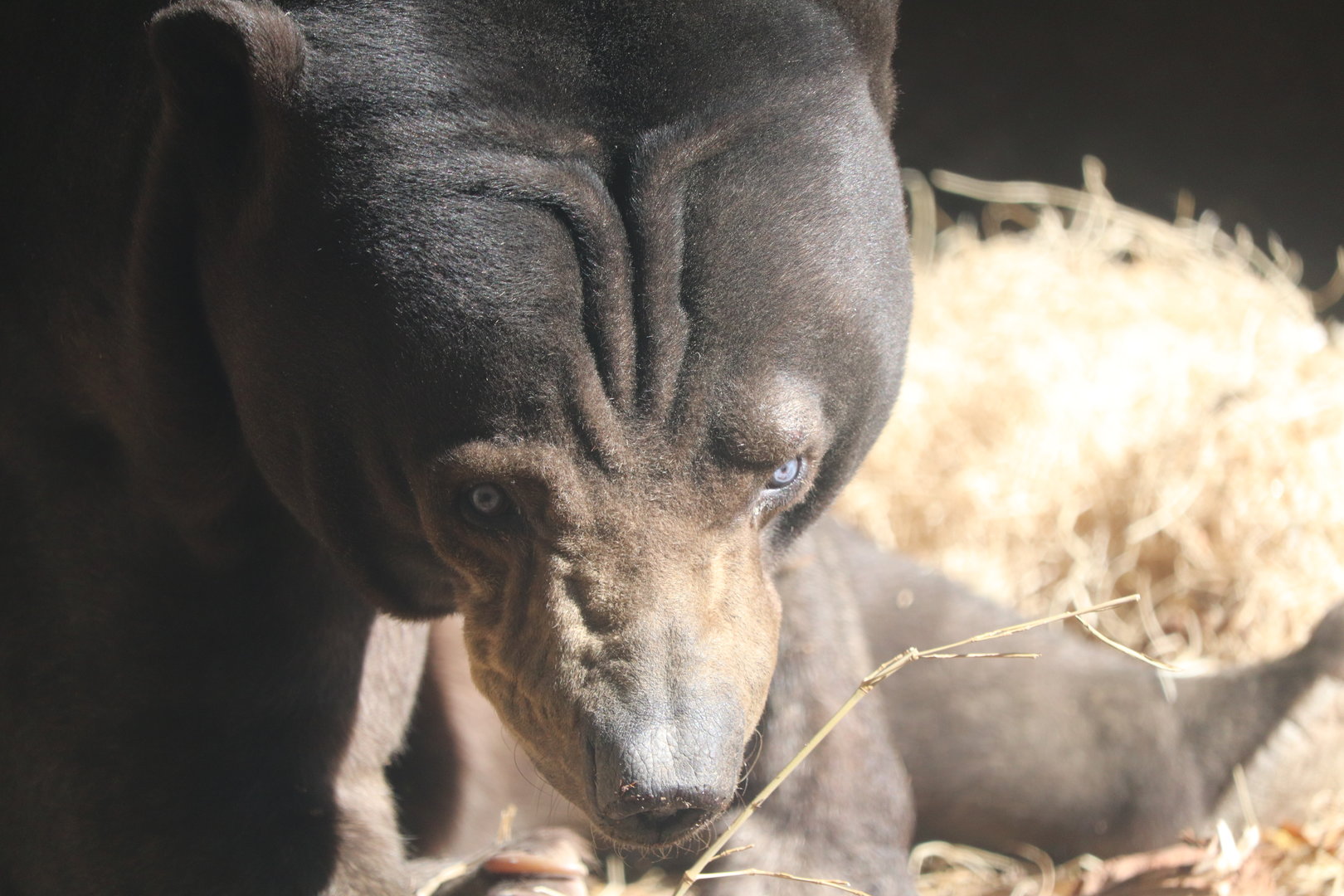 River's Edge - Sun Bear