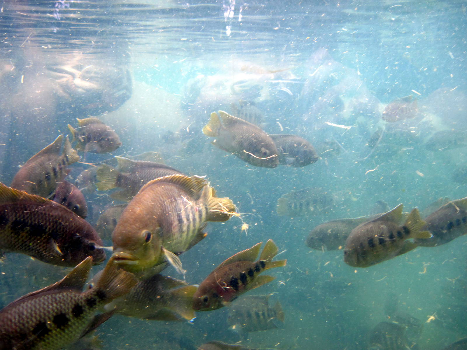 River's Edge-Tilapia