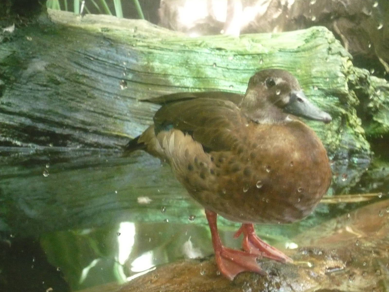 Rivers Exhibit- Duck