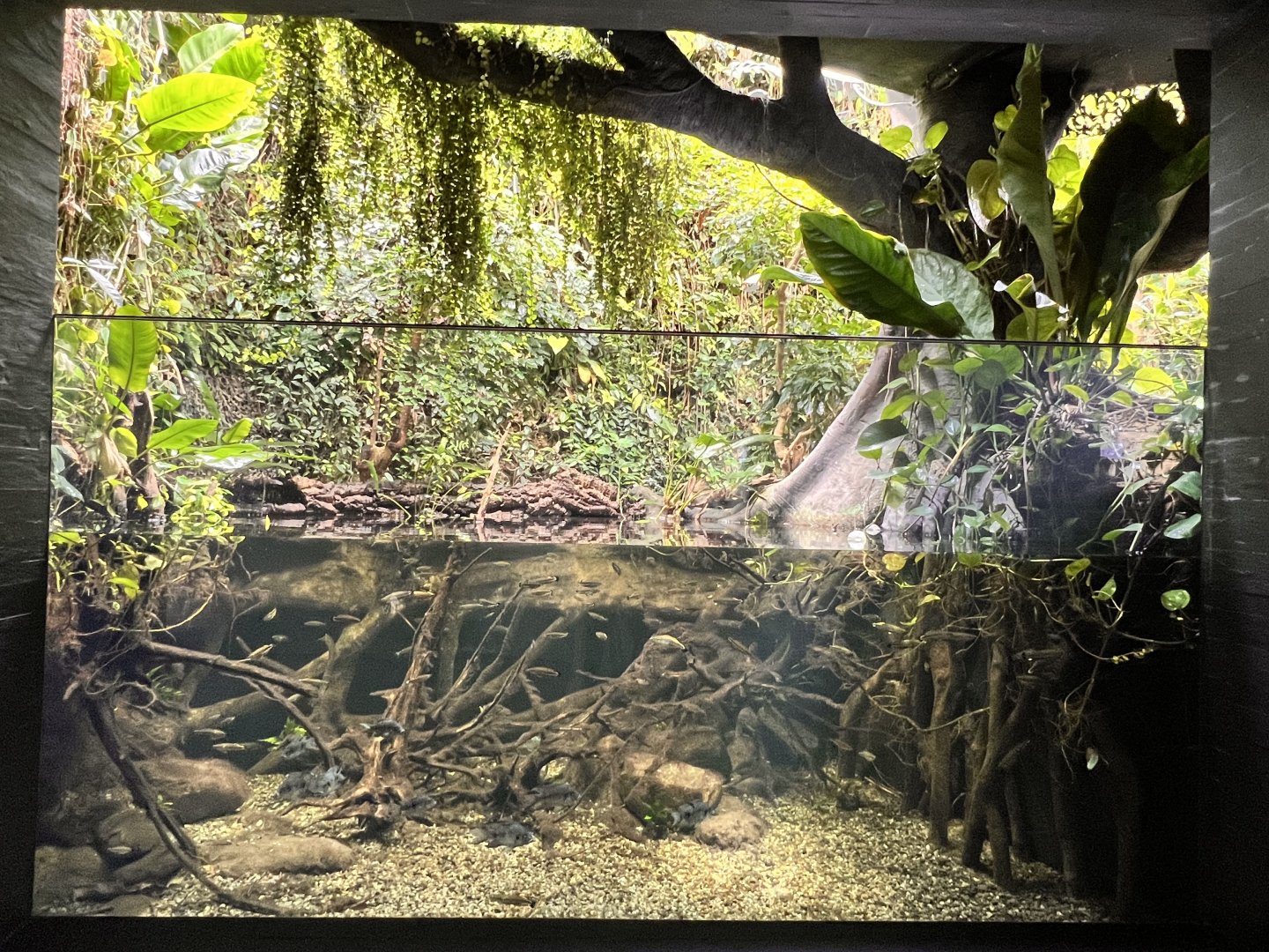 Rivers in Madagascar (Former Electric Eel Tank)