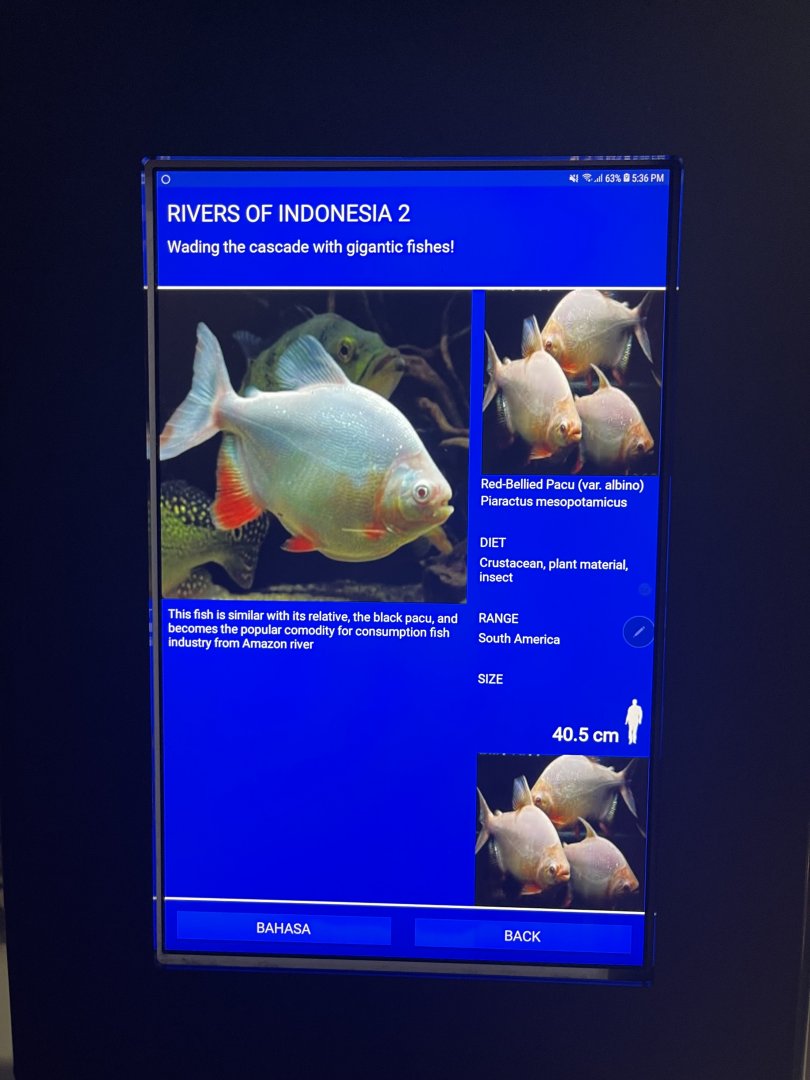 rivers of indonesia - albino piripitanga signage